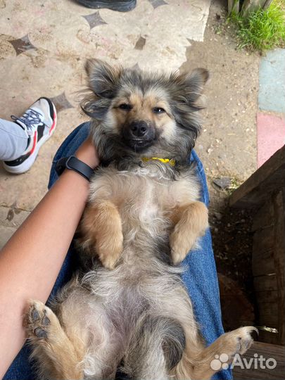 Передержка собак