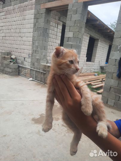 Британские котята