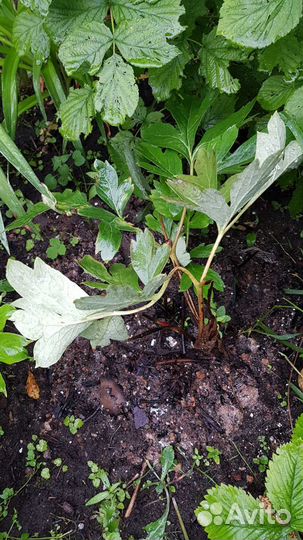 Ито Пионы.Луковицы лилии Регале