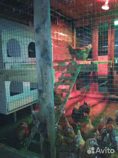 Изготовлю гнезда с яйцесборником