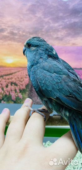 Какарик голубой