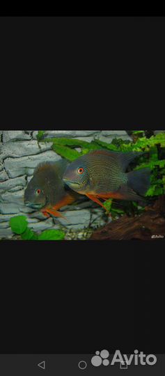 Стурисома, анциструсы супер рэд,скалярии,северумы