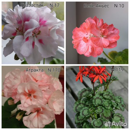 Пеларгония герань сортовая