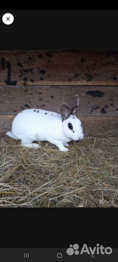 Кролики рекс