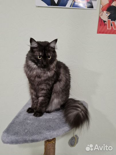Котёнок метис в добрые руки