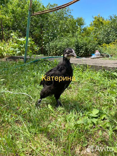 Молодняк доминант 3 вида