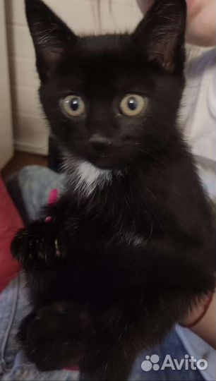 Коты в добрые руки
