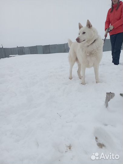 Собака метис