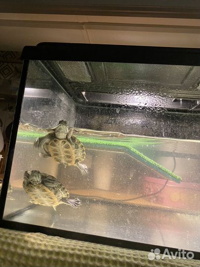 Черепашки красноухие, аквариум