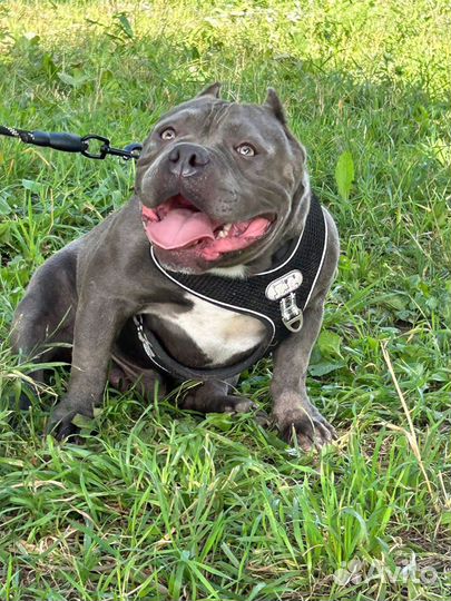 Американский булли вязка