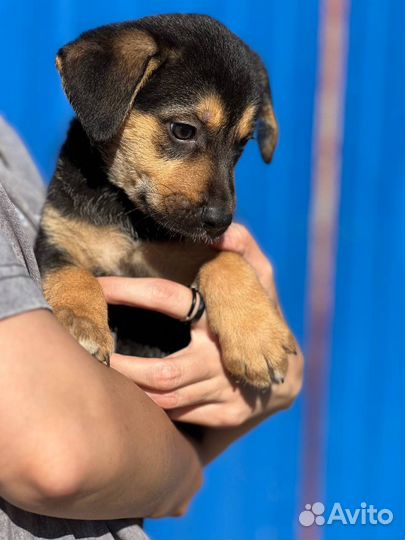 Щенок в добрые руки