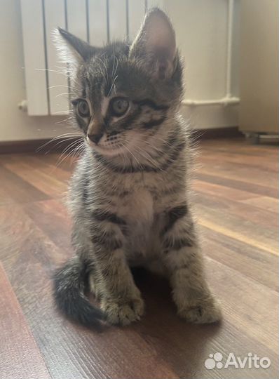 Котята бесплатно