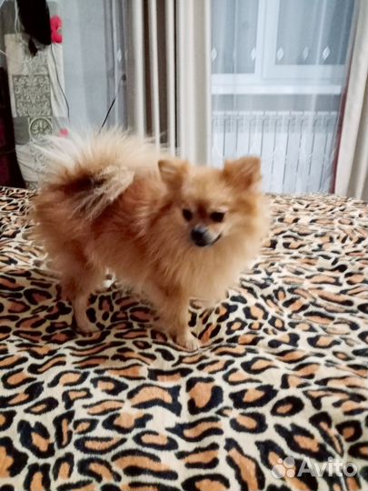 Померанский шпиц девочка