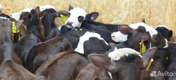 Телята доставка