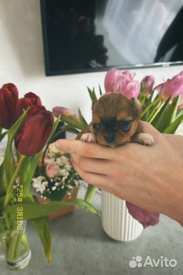 Щенки чихуахуа длинношерстные