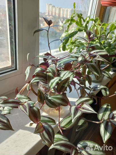 Традесканция зебрина пурпурная