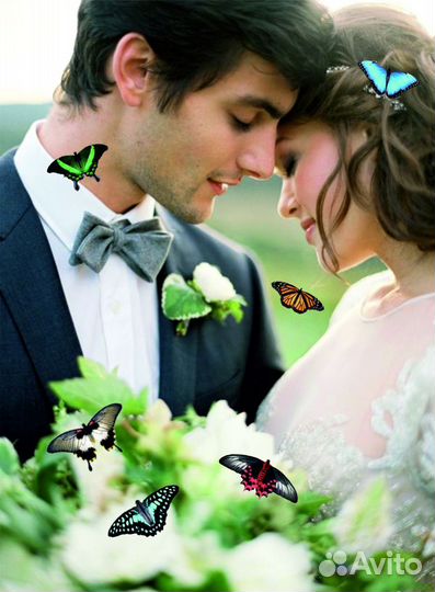 Салют из 20 Живых Тропических Бабочек с/б-303