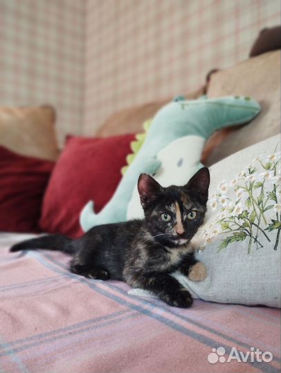 Котенок в добрые руки
