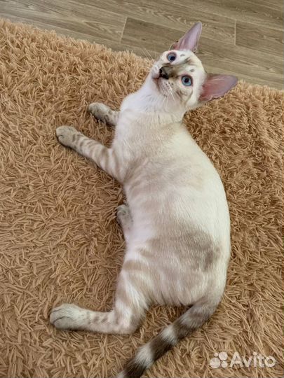 Бенгальский котенок мальчик кастрированный