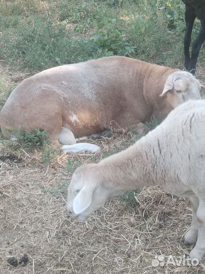 Овцы бараны