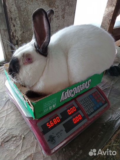 Калифорнийские кролики