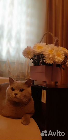 Шотландский кот вязка