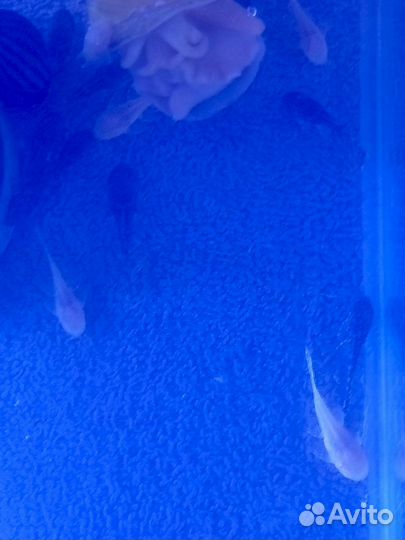 Сомики анциструсы