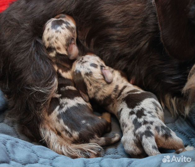 Такса жесткошерстная кроличья. вязка