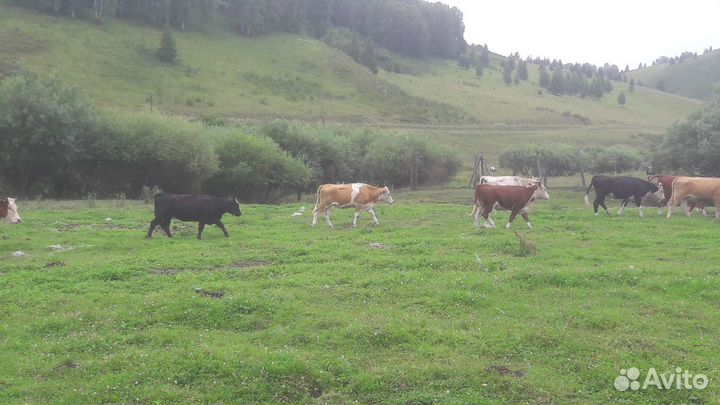 Крс телки-нетели