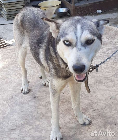 Сибирский хаски