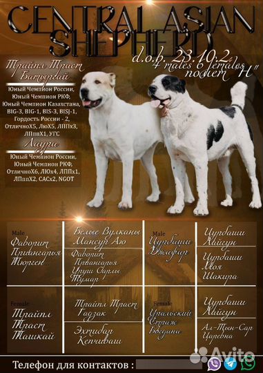 Щенки Алабая