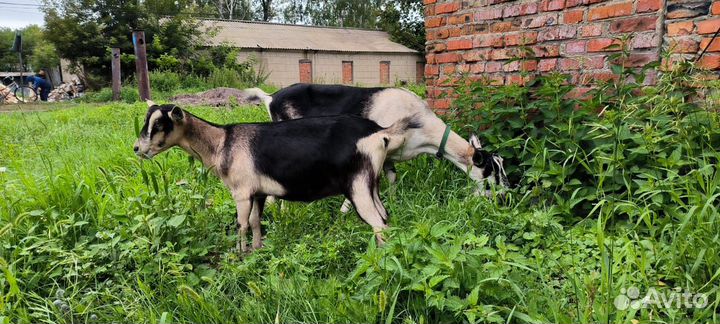 Альпийские козочки