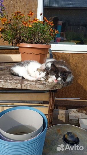 Две прекрасные девочки