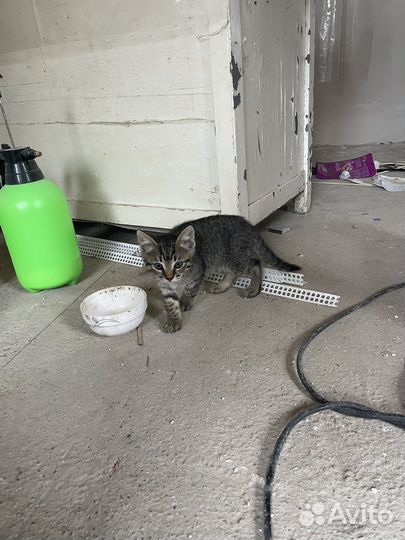 Котенок в добрые руки