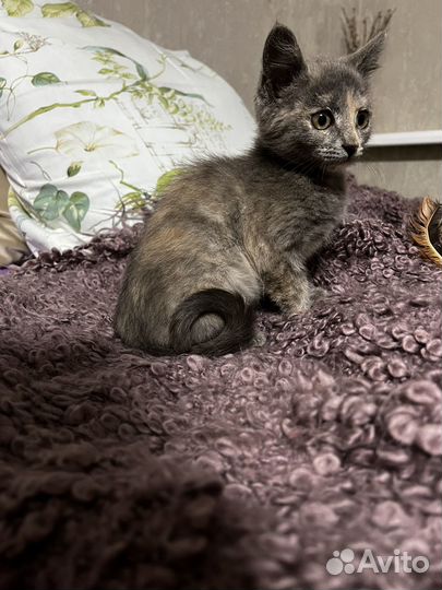 Необыкновенный котенок