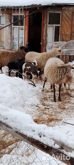Баранина деревенская