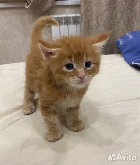 Котята мейн-кун