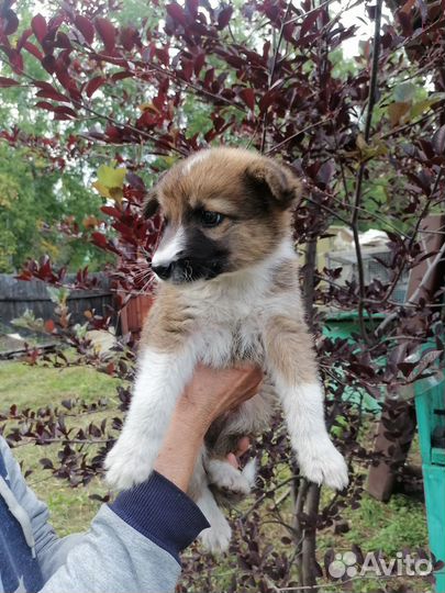 Щенок в добрые руки