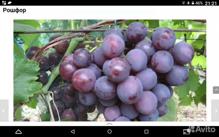 Саженцы и черенки винограда