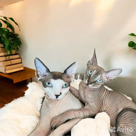 Аренда кошек Канадский сфинкс