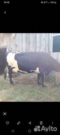 Корова дойная
