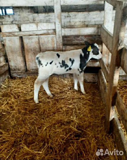 Телята(бычки,тёлки)
