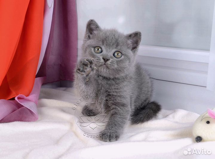 Британские котята