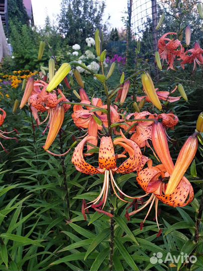 Лилейники, лилии