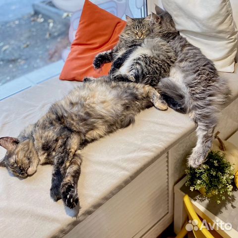 Посещение котокафе