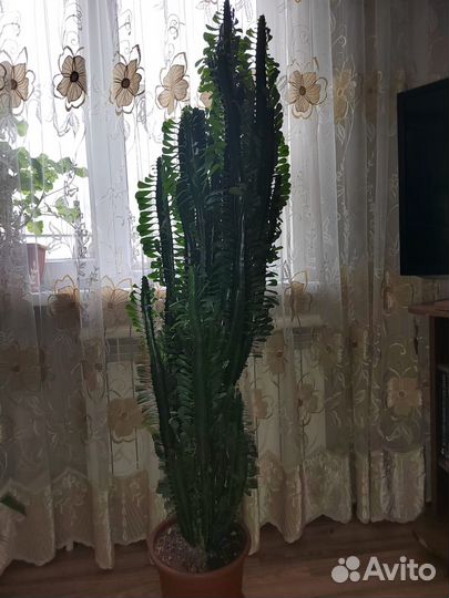 Комнатные цветы