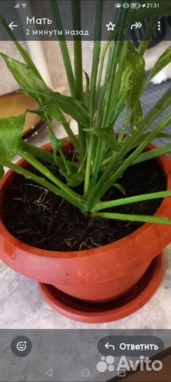 Спатифиллум