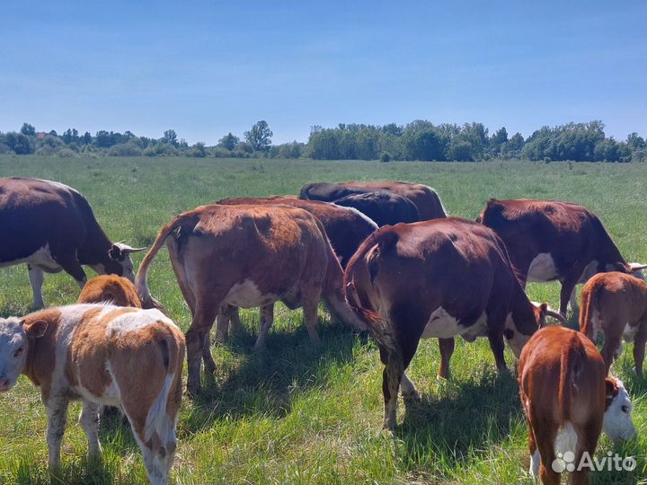 Коровы Герефорд, телята(стадо)