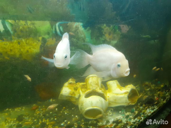 Рыбки камета, цихлиды