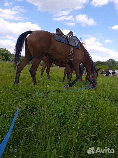 Кобыла жеребая